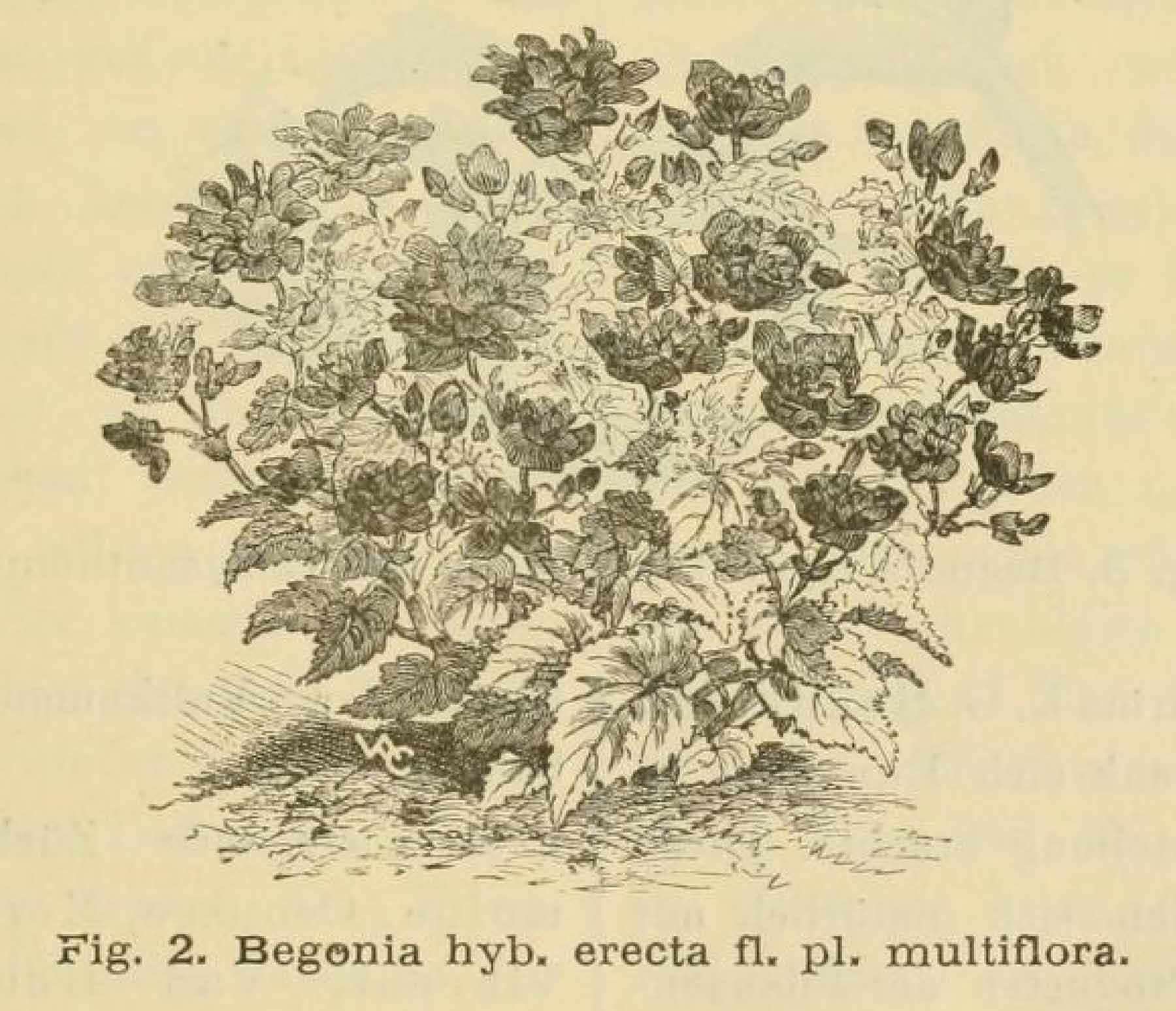 B. ‘Erecta Flore Pleno Multiflora’